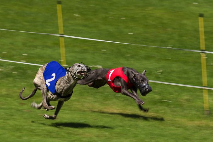 Greyhounds from traps 1 & 2 racing