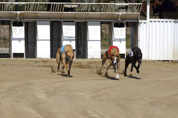 Greyhounds racing from the trap
