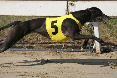 Greyhound racing dog