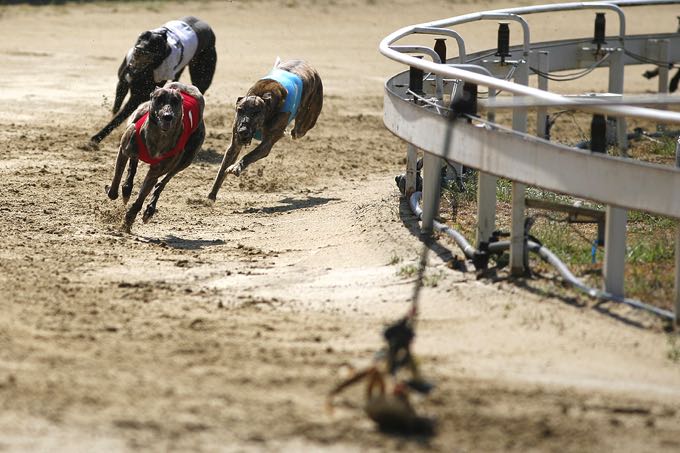 Greyhounds racing around a track