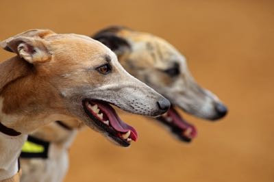 Greyhound faces up close