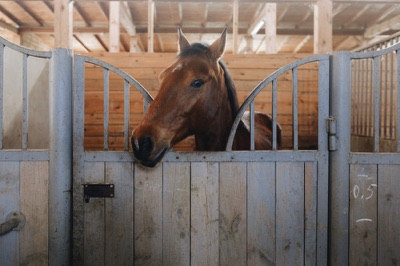 Horse in stable