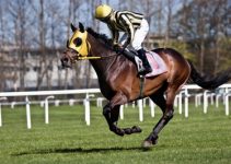 Jockey & horse flat racing