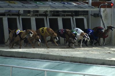 Trap betting greyhound racing